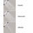 Raindance S 150 AIR Multi Function Handheld Shower Head-1826612