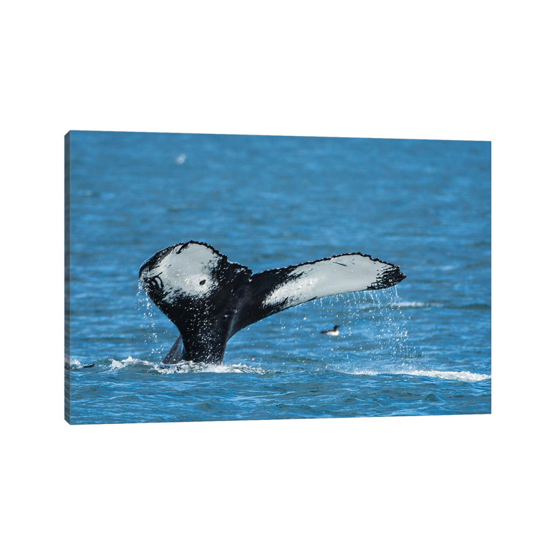 Humpback Whale (Megaptera Novaeangliae), Resurrection Bay, Kenai Fjords National Park, Alaska, USA. by Michael DeFreitas - Wrapped Canvas Print