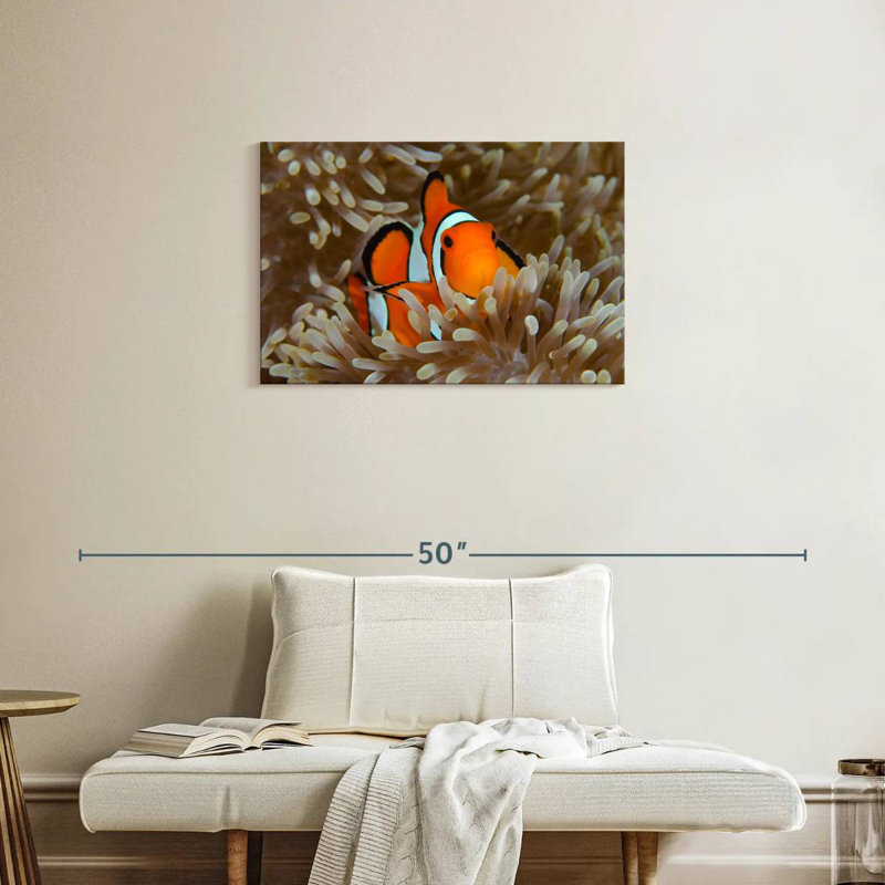 Bramem Wakatobi Anemonefish Pet