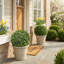 Boule de buis Garnes-662890917