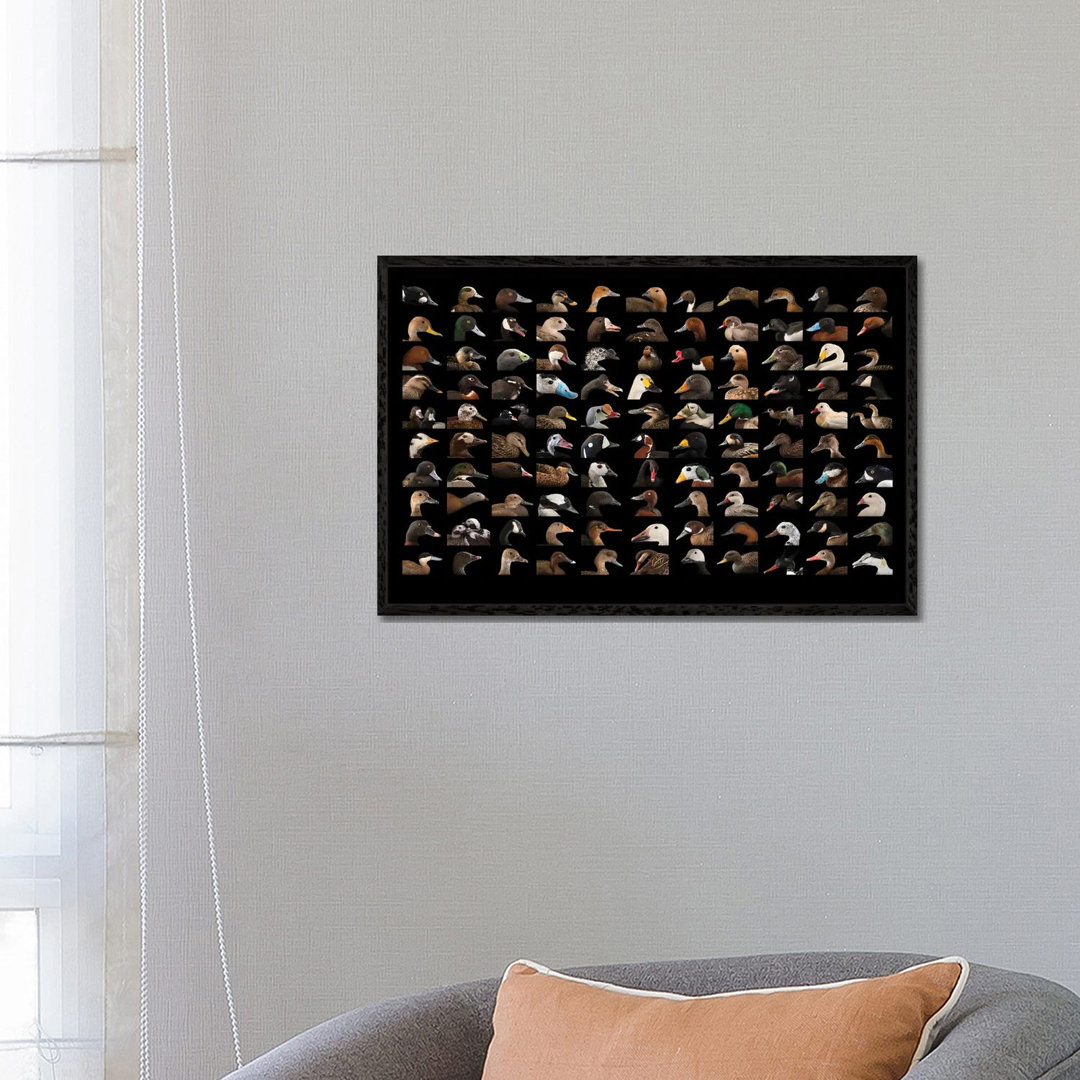 A Composite Of 110 Species Of Ducks And Geese von Joel Sartore - Gallery-Wrapped Canvas Giclée