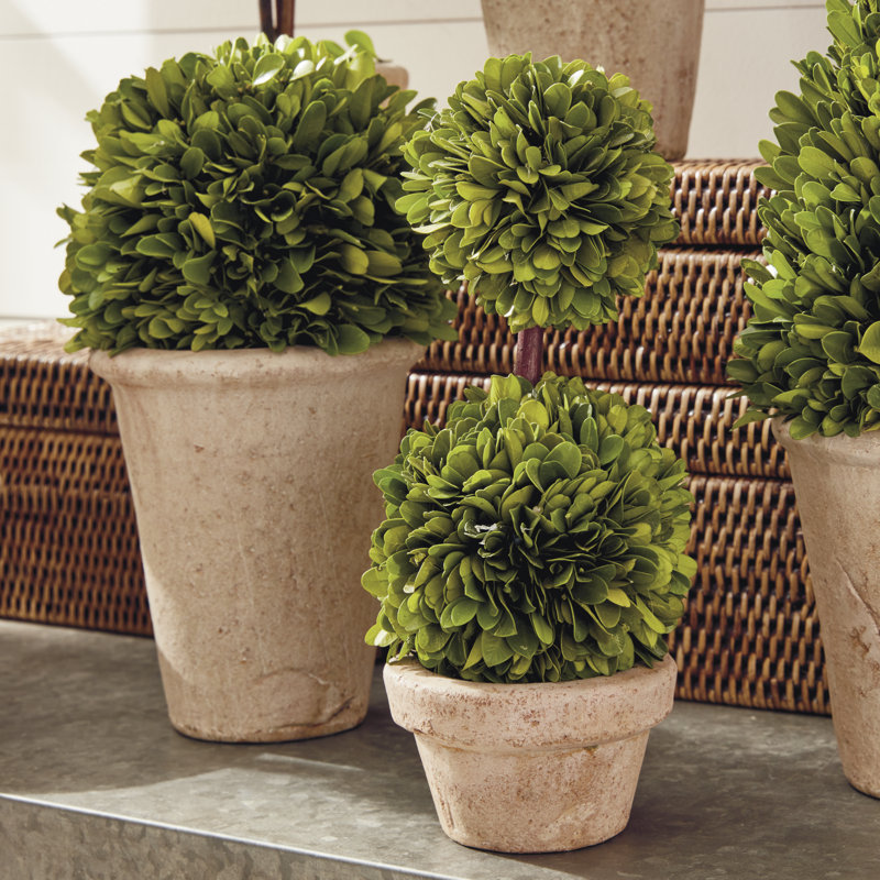 Preserved Greens Boxwood Topiary in Ceramic Pot