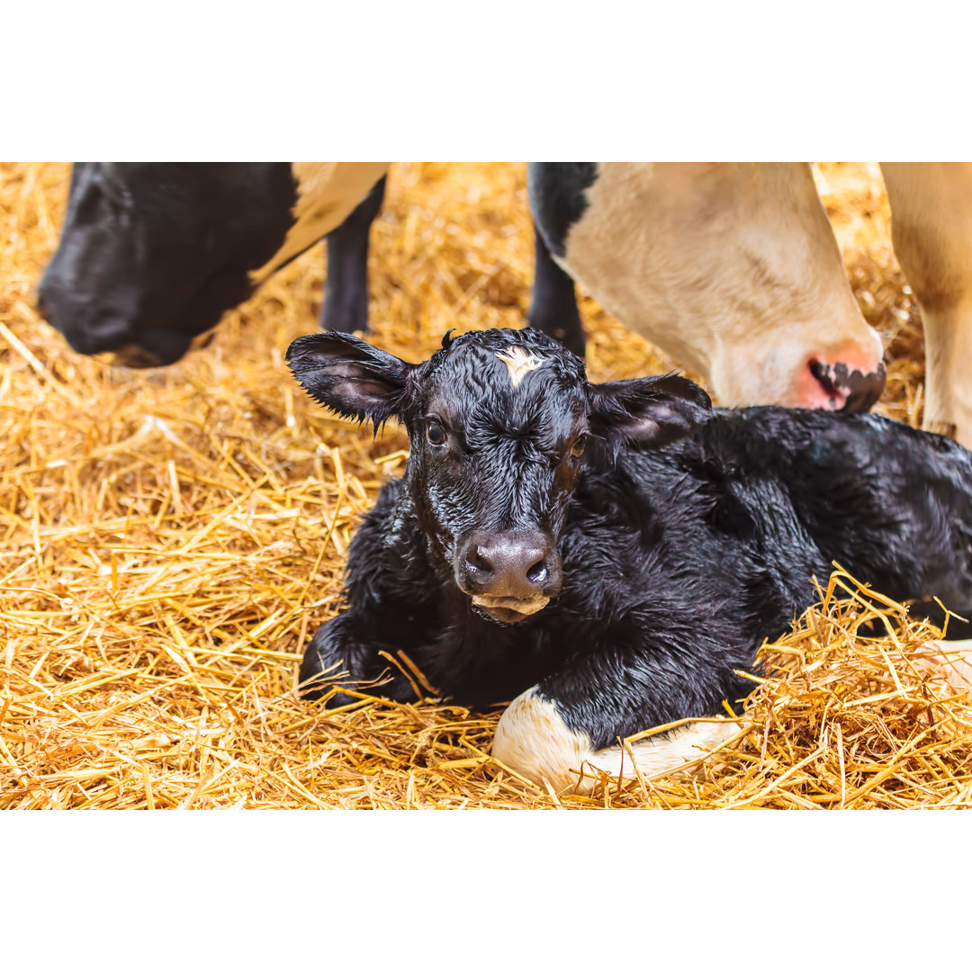 Leinwandbild Neugeborenes Kalb auf Heu in einem Bauernhaus