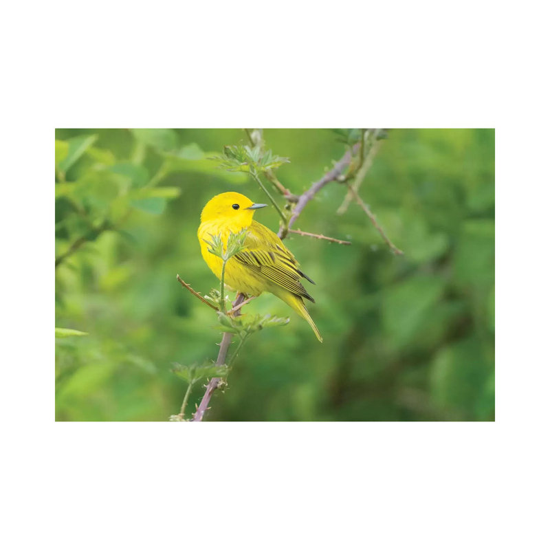WA Breeding Plumage Male Yellow Warbler (Dendroica Petechia) On A Perch At Marymoor Park, Redmond by Gary Luhm - Wrapped Canvas Print