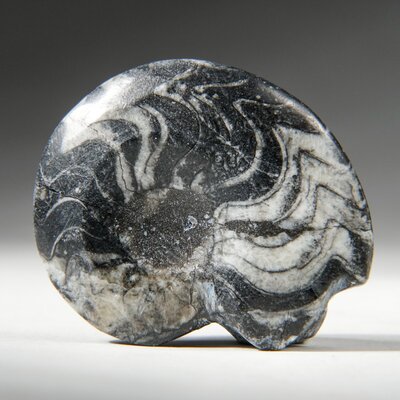 Genuine Polished Goniatite Ammonite Fossil - Small (27.4 Grams) -  Astro Gallery of Gems, GAF1