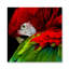 Parrot Pose Print-61166511-66811482