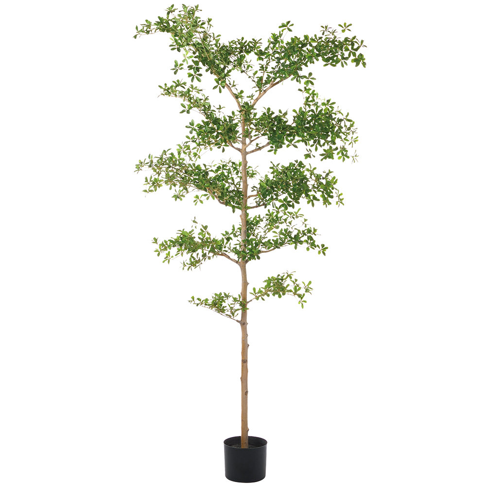 Latitude Run® 8'shady Lady Tree W/st(P)(Kd) | Wayfair