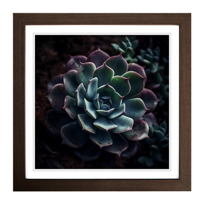 Succulent Photograph No.1 - Framed Print