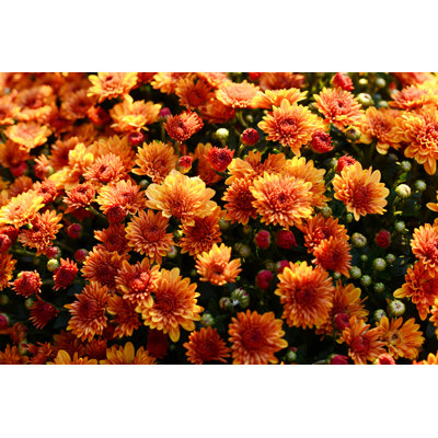 Chrysanthemums In Autumn - Wrapped Canvas Print