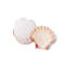 Coquilles de mer naturelles de cuisson Nantucket 4771, 4 pouces, ensemble de 4