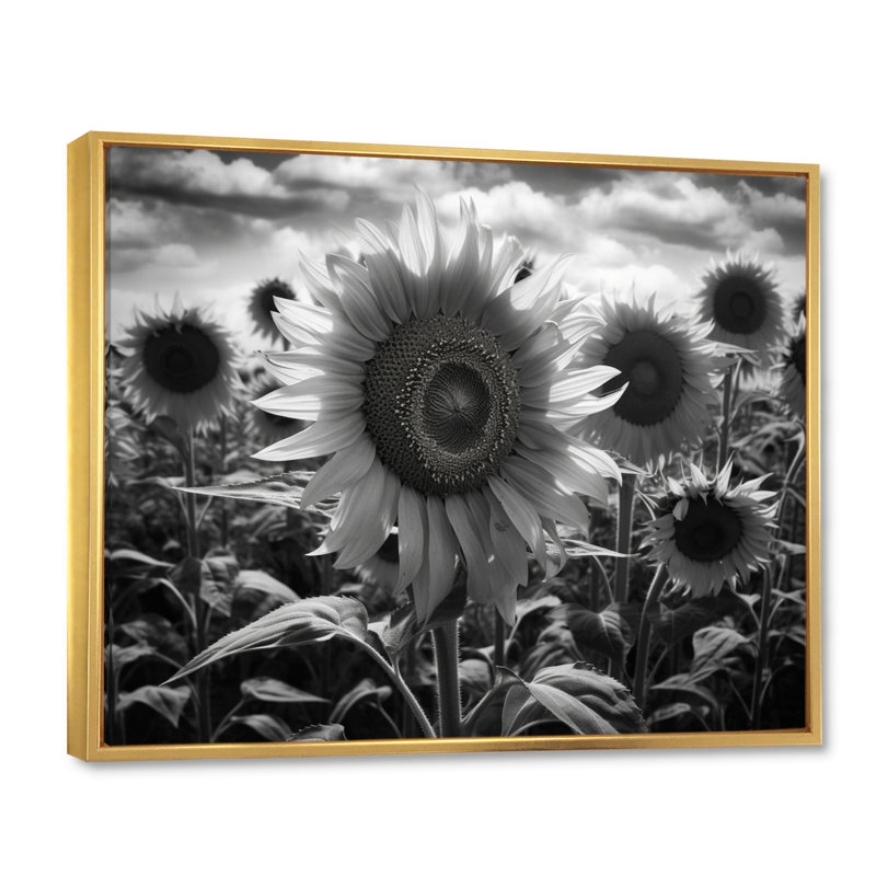 Tournesol noir et blanc I, H 30 po x l 40 po x P 1,5 po, Cadre flottant doré
