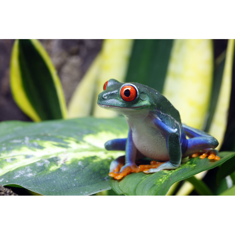 Carias Eyed Tree Frog - Photographie sur toile tendue, H 32 po x l 48 po