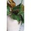 Feuilles de magnolia artificielles 35,5 cm