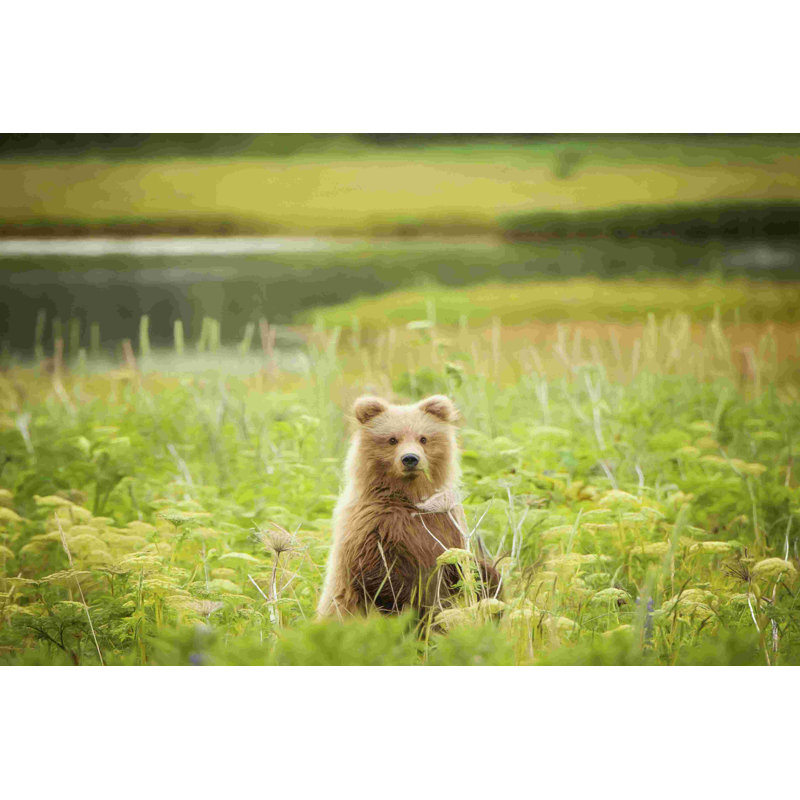 " Bear Life VII " by PHBurchett, 32" H x 48" W