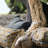 Prowling Fringed Outdoor Reversible Throw Pillow