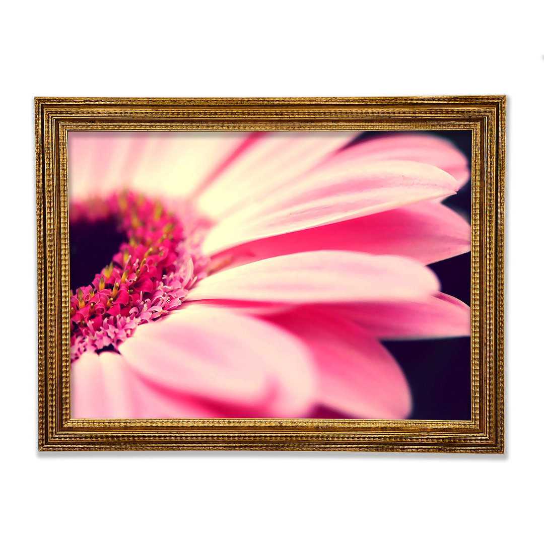 Gerahmtes Wandbild Gerbera Pink Petal Close-Up