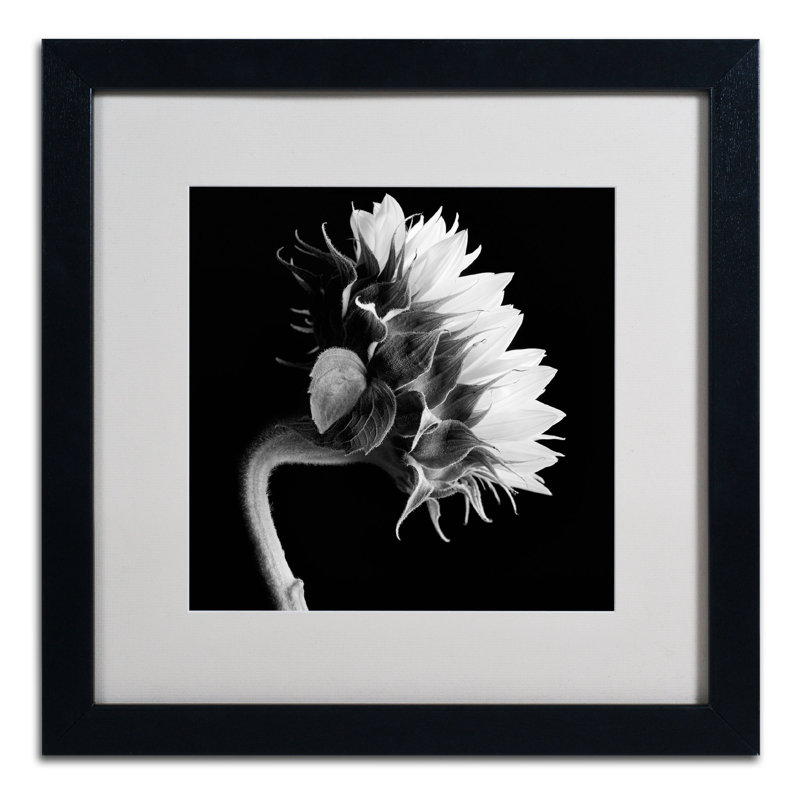 Tournesol par Michael Harrison - reproduction de photo sur toile encadrée, H 16 po x l 16 po x P 0,5 po