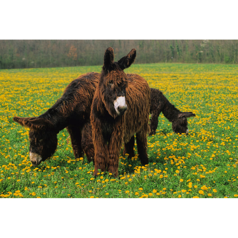 Donkeys In Meadow by Dmaroscar - Wrapped Canvas Print, 51cm H x 76cm W