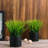 7.87'' Faux Grass in Cement Pot-259154101
