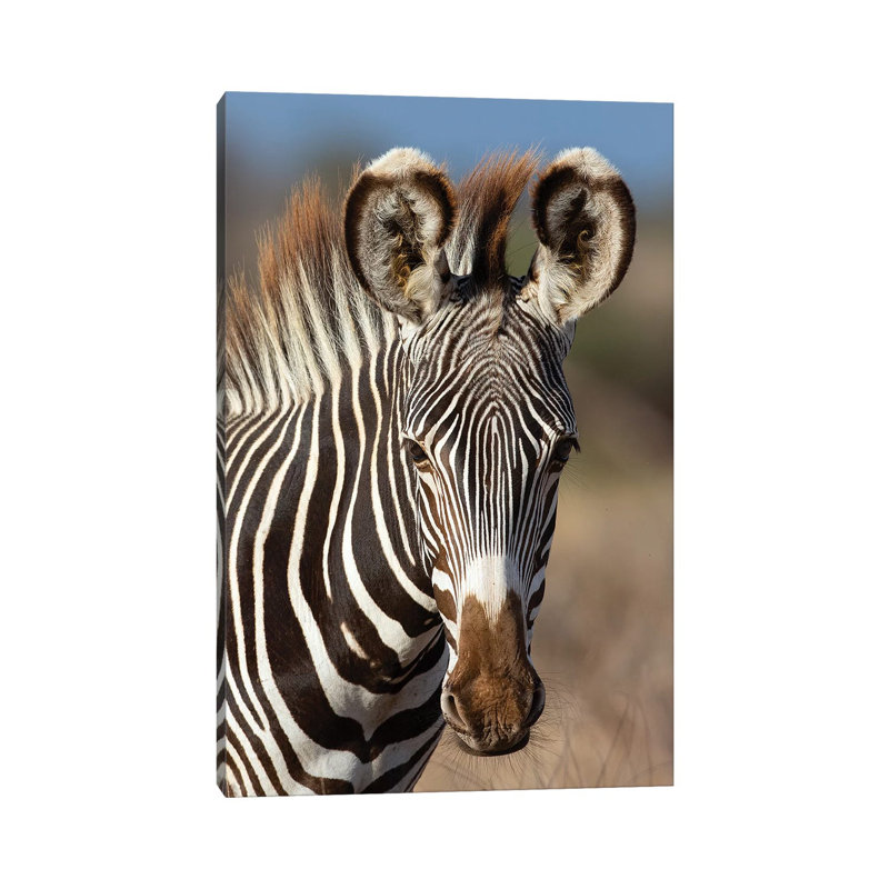 Grevy Zebra Portrait by Mogens Trolle - Wrapped Canvas Print, 20.32 cm H x 30.48 cm W