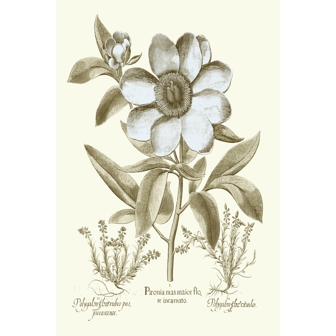 Leinwandbild Spa Peonies I von Basilius Besler