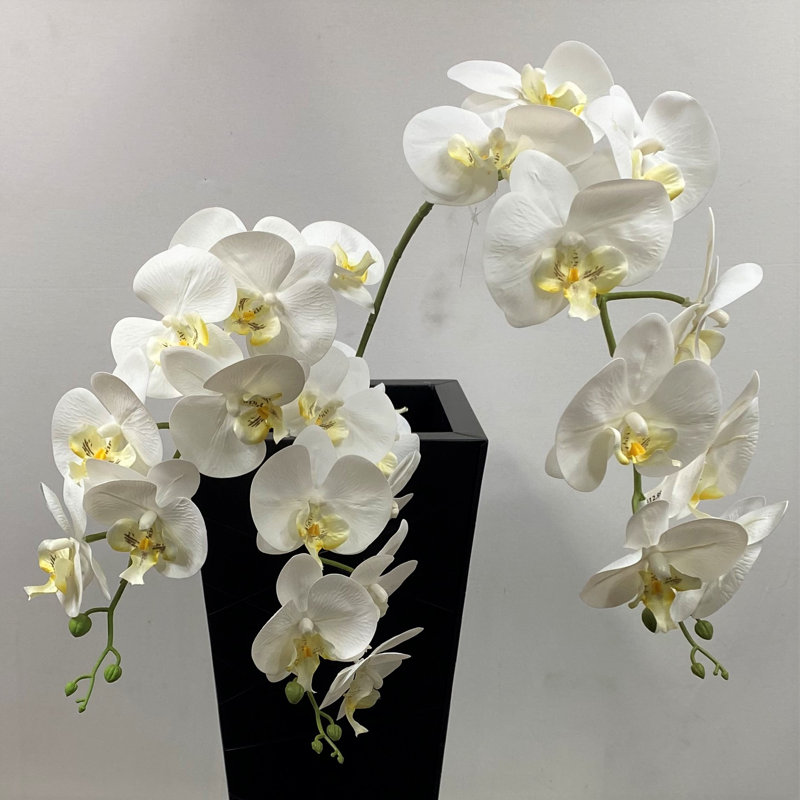 Orchidée dans un vase