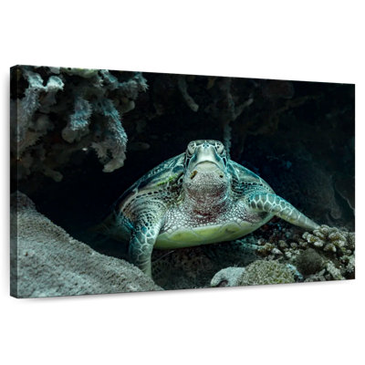 Brampt Bali Green Sea Turtle