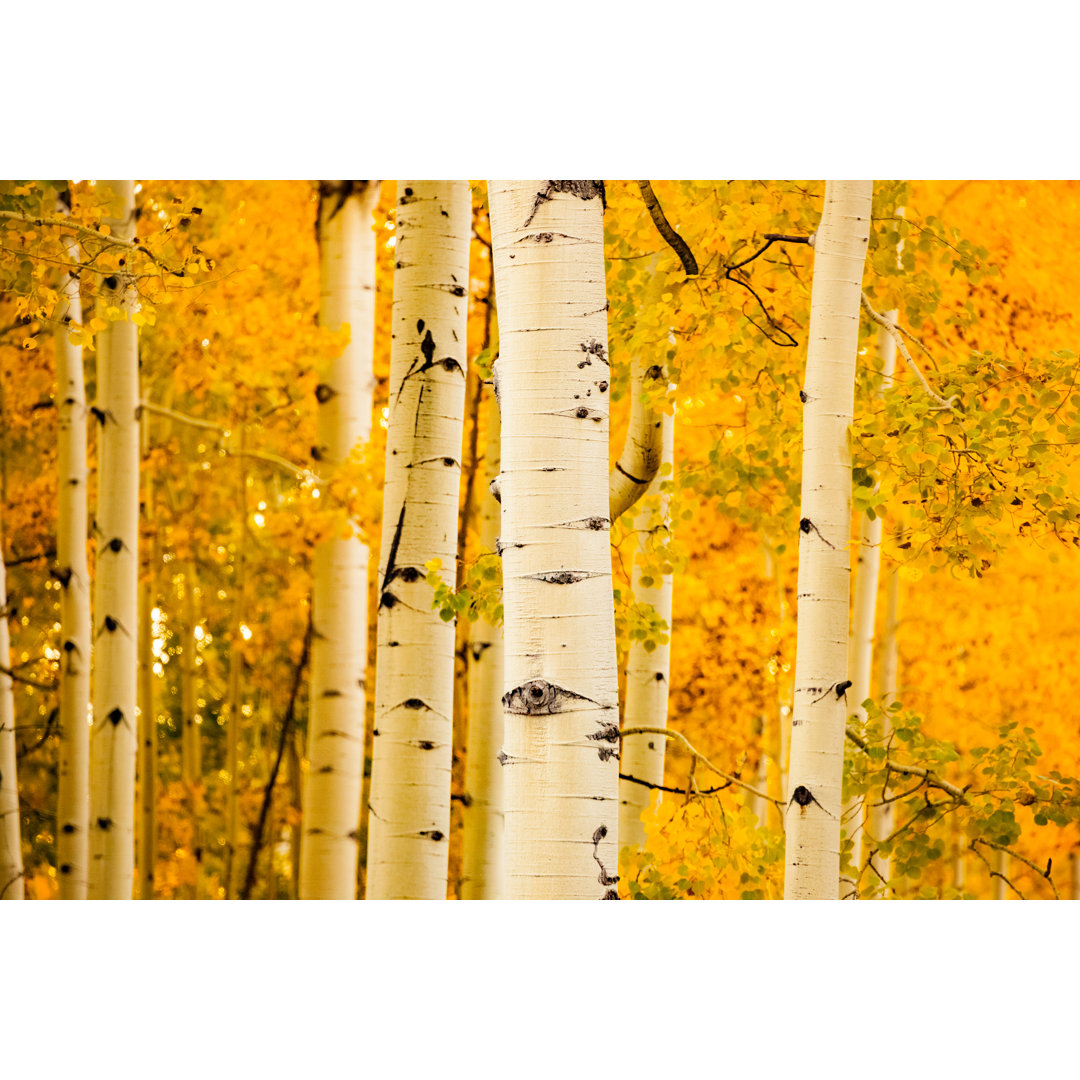 Herbst Wald Aspen Trees Fall Gold von Amygdala_imagery - Drucken