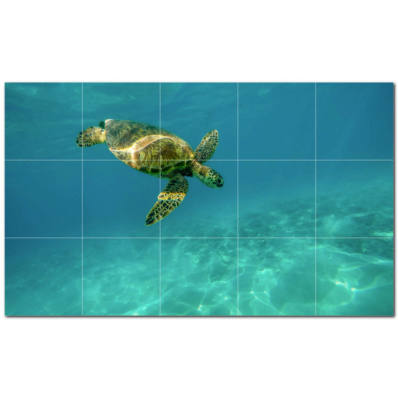Tortue photo 12 x 12