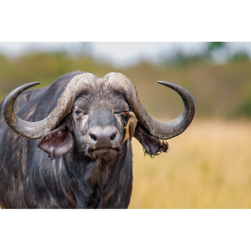Buffalo And Oxpecker by Brina Bunt - Wrapped Canvas Print, 51cm H x 76cm W