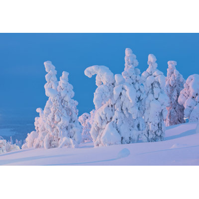 Snow Covered Trees - Wrapped Canvas Print