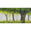 Forest by summer - 24"x48" Framed canvas