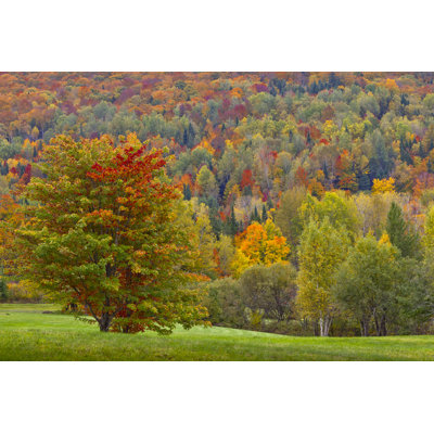 Minco Fall Foliage - Wrapped Canvas Print