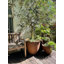 Norman Planter-14486366
