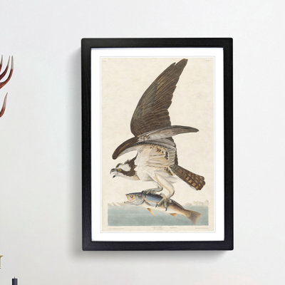 Osprey by John Audubon - Framed Print