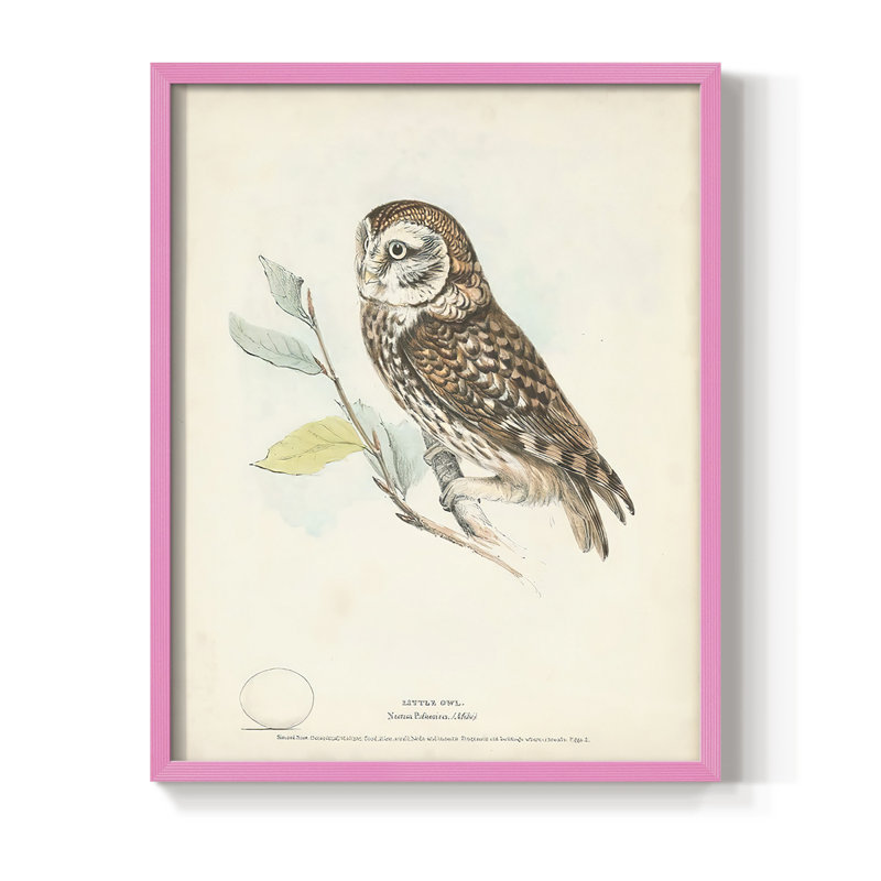 Little Owl Framed Print - Solid Wood, 10" H x 8" W, Pink