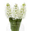 Anastasija Arrangement-1582456857-1582456854