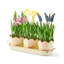 Rosy Stripe Triple Potted Blooms