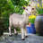 Billy Goat Garden Statue