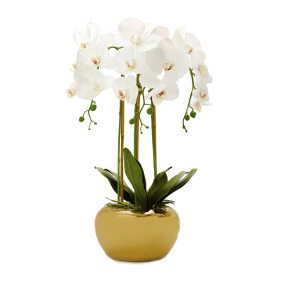 3 orchidées en pot
