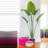 Travelers Palm Tree Artificial Plant