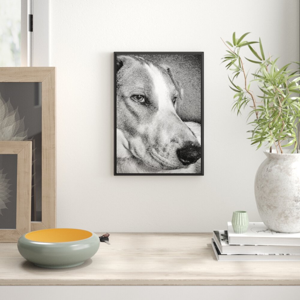 Gerahmtes Wandbild Jack Russel Terrier ruht sich aus