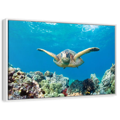 Tortue de mer verte Maui