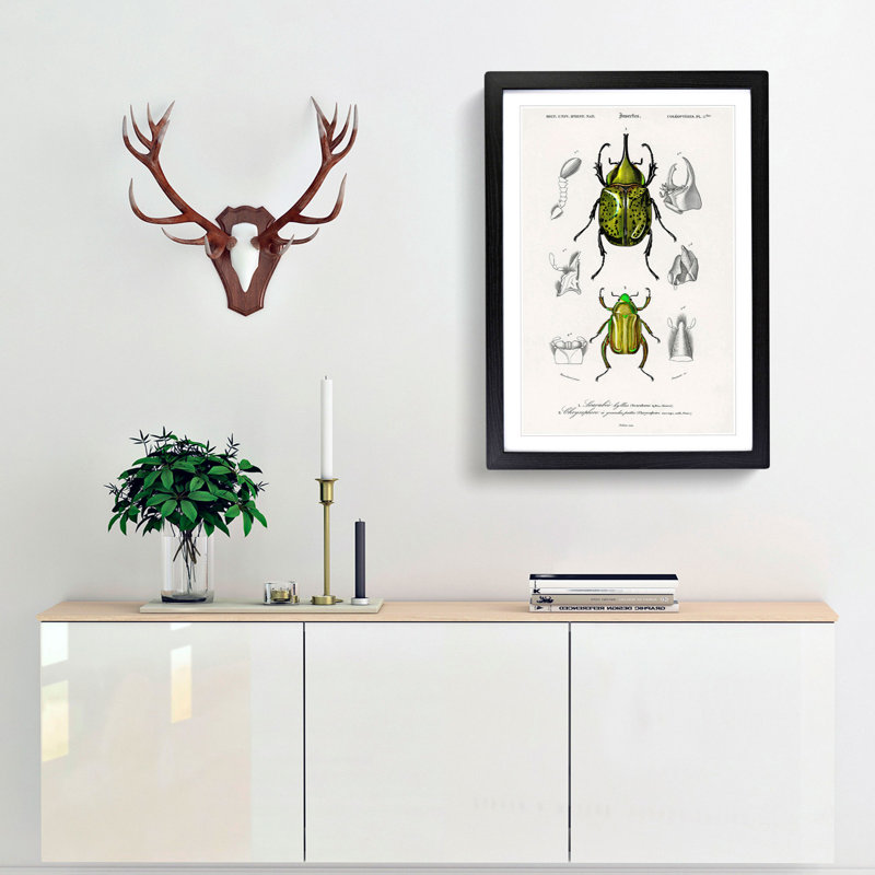 Beetle Illustrations PL.5 by Charles D'Orbigny - Single Picture Frame Print, Black Framed, 63cm H x 45cm W x 2cm D