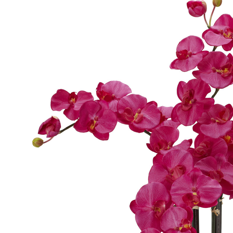 Orchidées phalaenopsis dans un vase, Beauté