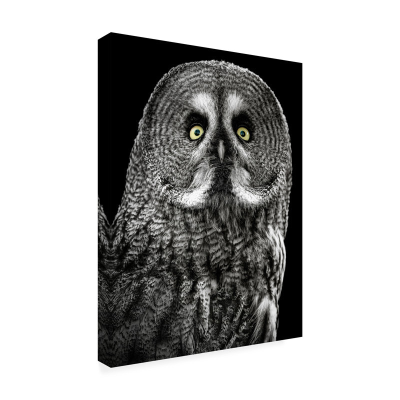 Art sur toile Lee Kershaw Owl Stare, H 19 po x l 14 po
