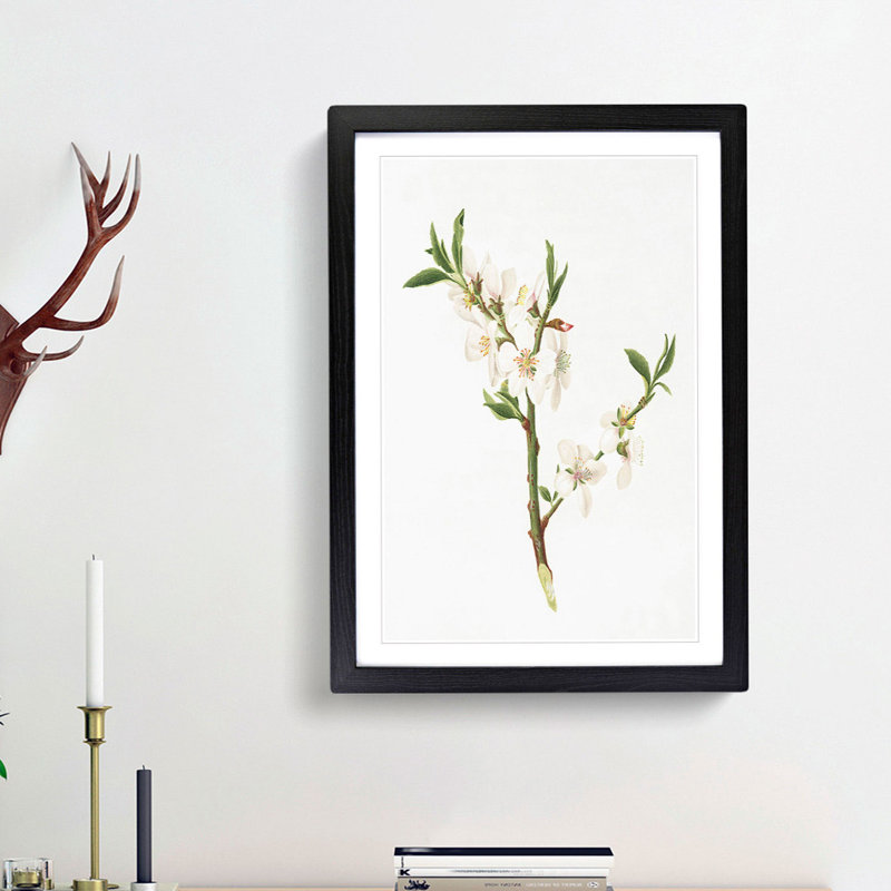 Almond Tree Flower by Giorgio Gallesio - Single Picture Frame Painting, Black Framed, 33cm H x 24cm W x 2cm D