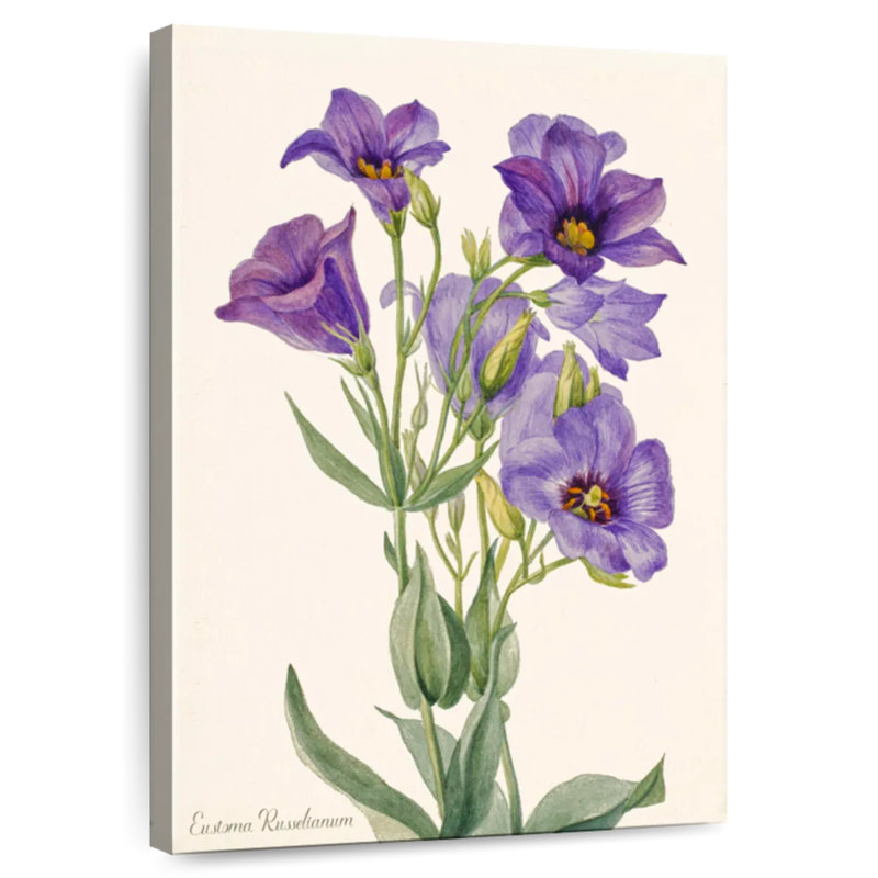 Eustoma Russelianum, 51" H x 34" W