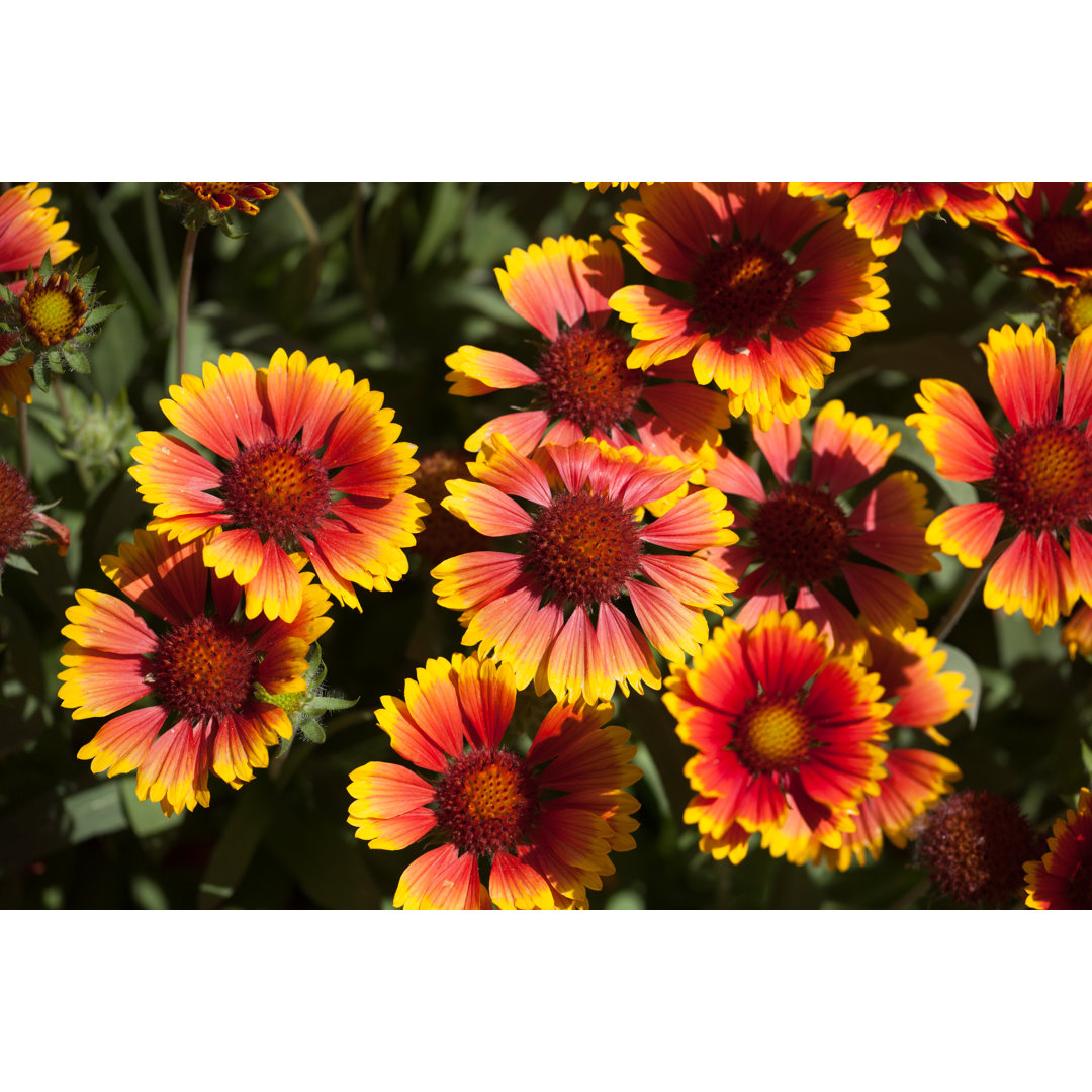 Blanket Flowers von HMetal - Leinwandbild