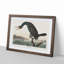 Florida Cormorant Bird by John Audubon - Picture Frame Painting Print-55575902-55575901